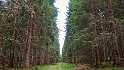 Verso Malga Fratazza e Cabinovia Tognola 6